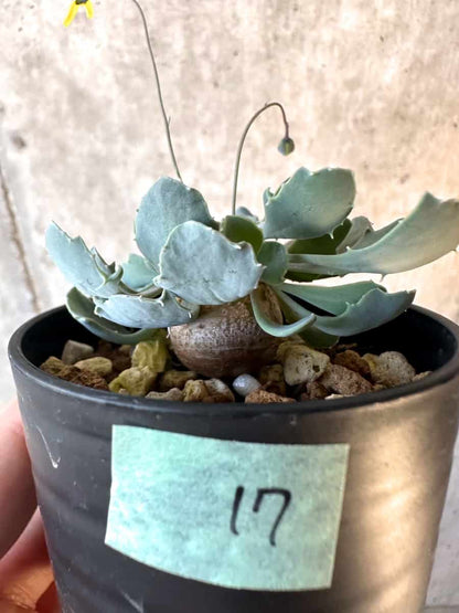 【現品限り】オトンナ・カカリオイデス【E17】 Othonna cacalioides