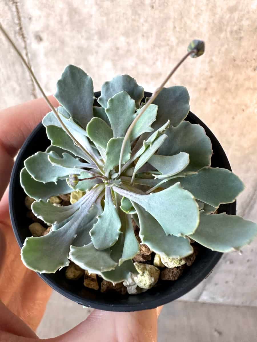 【現品限り】オトンナ・カカリオイデス【E17】 Othonna cacalioides