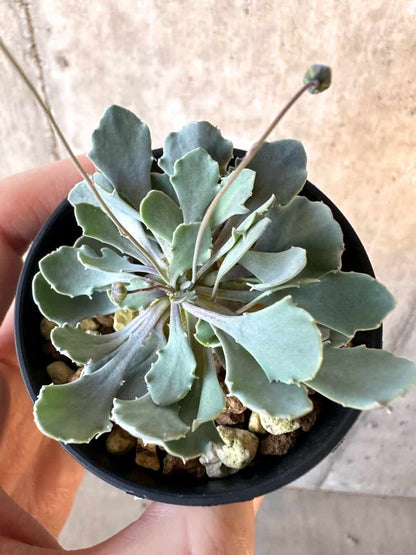 【現品限り】オトンナ・カカリオイデス【E17】 Othonna cacalioides