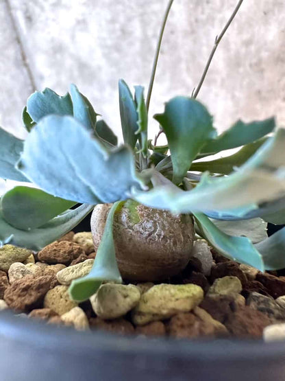 【現品限り】オトンナ・カカリオイデス【E17】 Othonna cacalioides