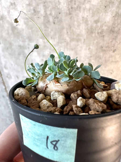 【現品限り】オトンナ・カカリオイデス【E18】 Othonna cacalioides