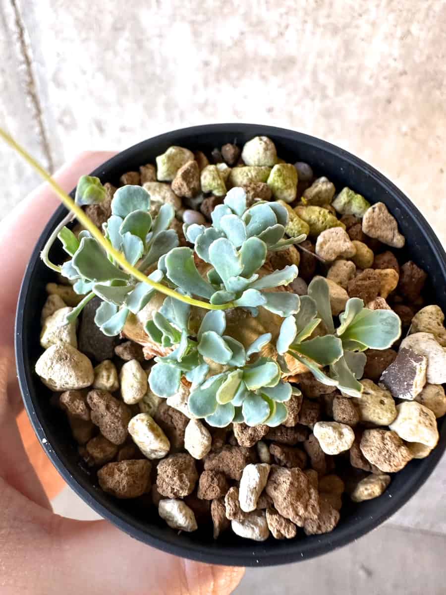 【現品限り】オトンナ・カカリオイデス【E18】 Othonna cacalioides