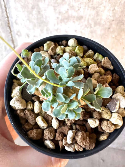 【現品限り】オトンナ・カカリオイデス【E18】 Othonna cacalioides