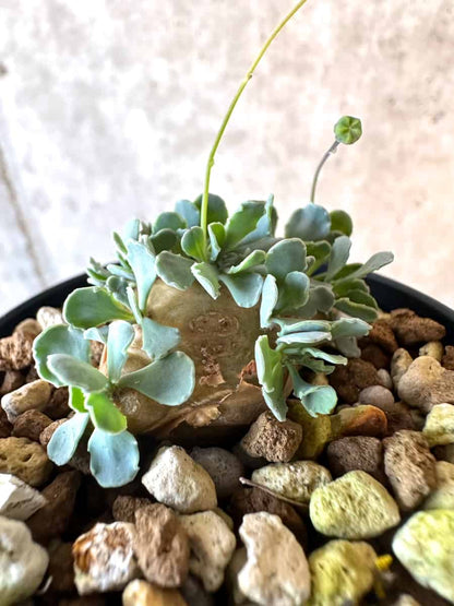 【現品限り】オトンナ・カカリオイデス【E18】 Othonna cacalioides