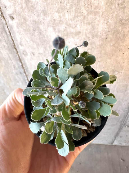 【現品限り】オトンナ・カカリオイデス【E19】 Othonna cacalioides
