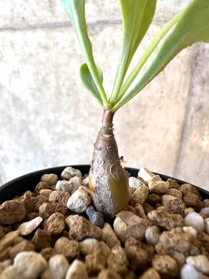 【現品限り】オトンナ・マクロスペルマ【E1】 Othonna macrosperma