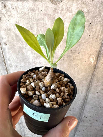 【現品限り】オトンナ・マクロスペルマ【E1】 Othonna macrosperma