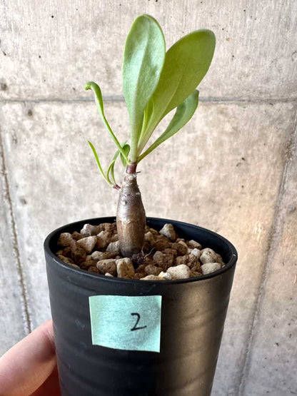 【現品限り】オトンナ・マクロスペルマ【E2】 Othonna macrosperma