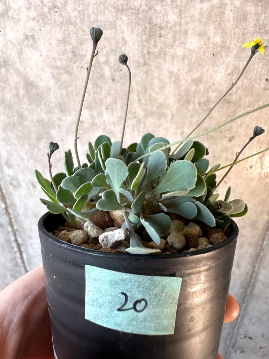 【現品限り】オトンナ・カカリオイデス【E20】 Othonna cacalioides