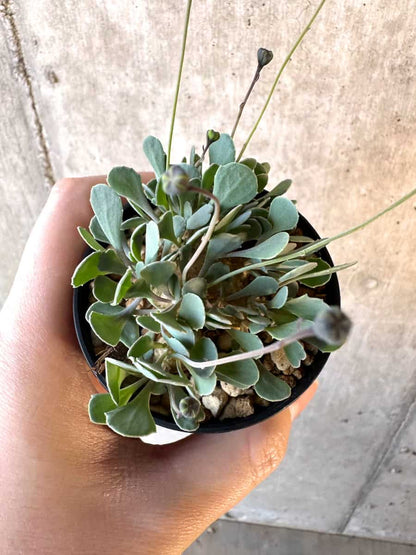 【現品限り】オトンナ・カカリオイデス【E20】 Othonna cacalioides