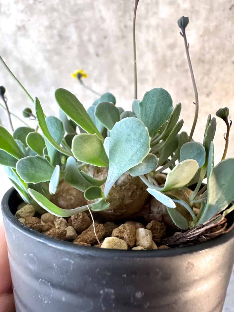 【現品限り】オトンナ・カカリオイデス【E20】 Othonna cacalioides