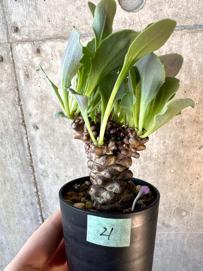 【現品限り】オトンナ・ヘレー【E21】 Othonna herrei