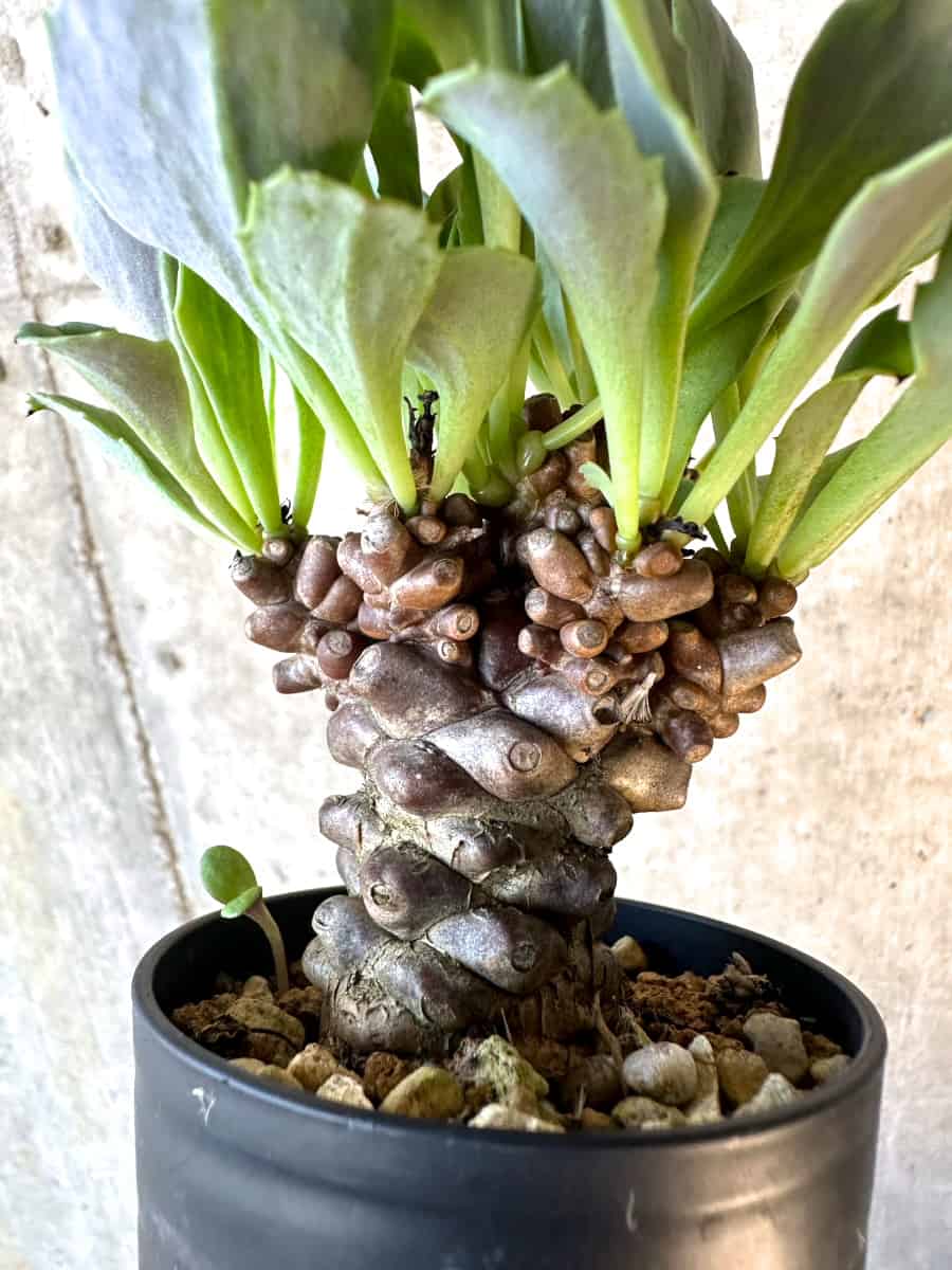 【現品限り】オトンナ・ヘレー【E21】 Othonna herrei