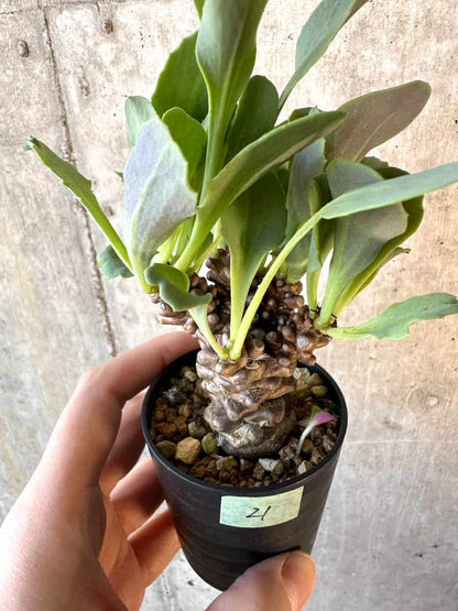 【現品限り】オトンナ・ヘレー【E21】 Othonna herrei