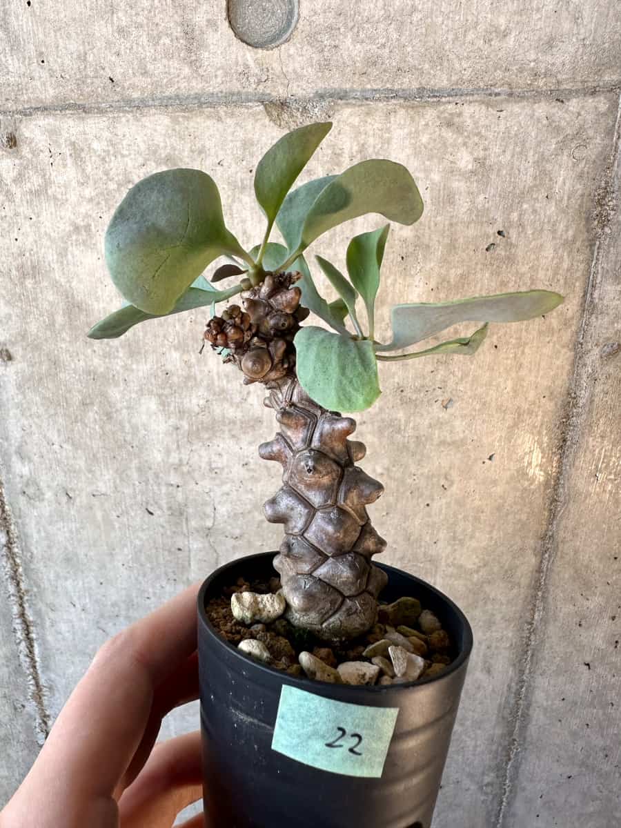 【現品限り】オトンナ・ヘレー【E22】 Othonna herrei