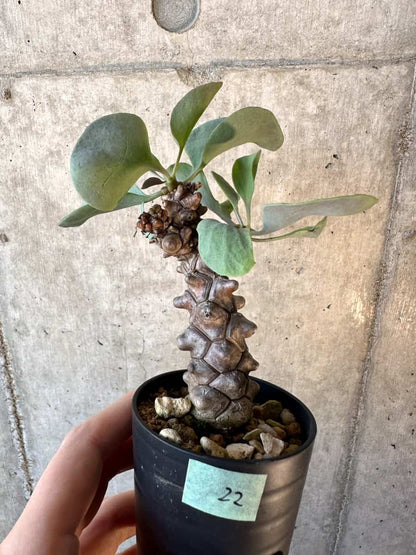 【現品限り】オトンナ・ヘレー【E22】 Othonna herrei