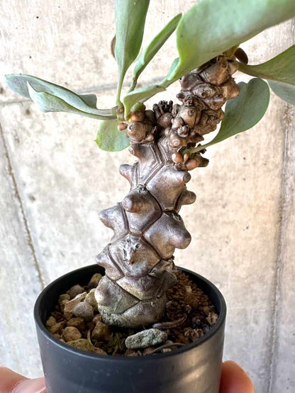 【現品限り】オトンナ・ヘレー【E22】 Othonna herrei