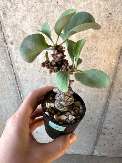 【現品限り】オトンナ・ヘレー【E22】 Othonna herrei