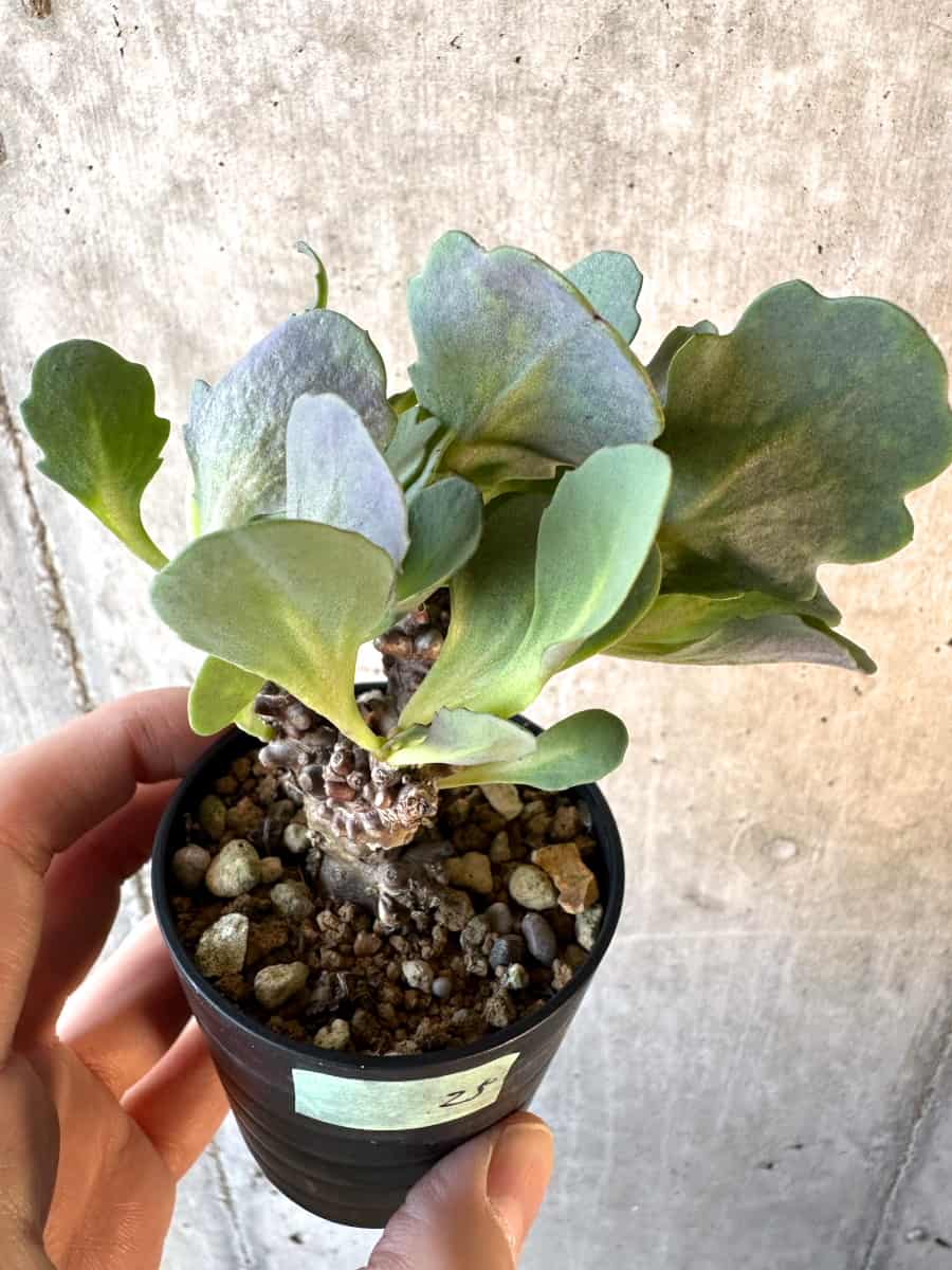 【現品限り】オトンナ・ヘレー【E25】 Othonna herrei