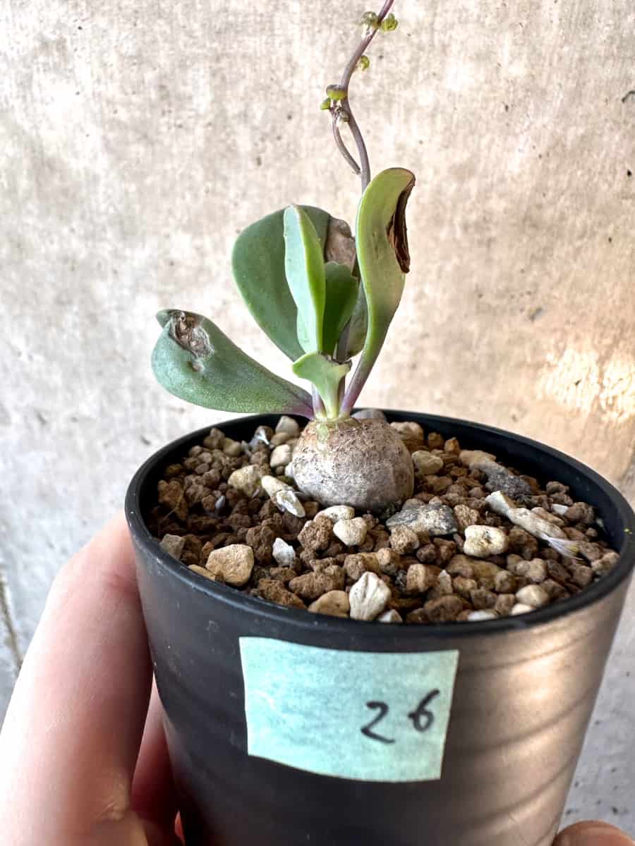 【現品限り】オトンナ・ウリンクリアナ【E26】 Othonna