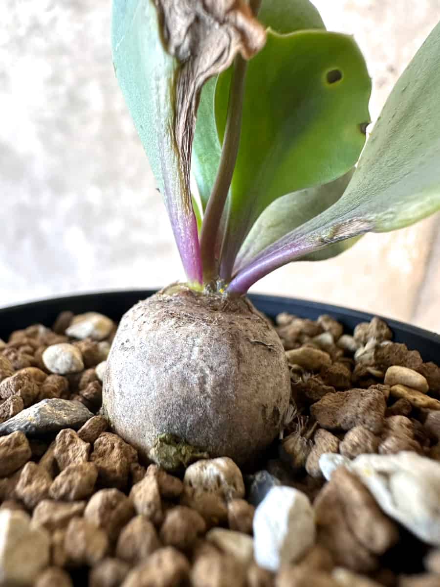 【現品限り】オトンナ・ウリンクリアナ【E26】 Othonna