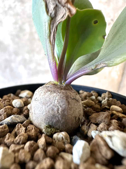 【現品限り】オトンナ・ウリンクリアナ【E26】 Othonna