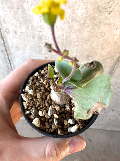 【現品限り】オトンナ・ウリンクリアナ【E26】 Othonna