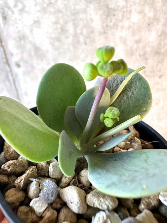 【現品限り】オトンナ・ウリンクリアナ【E27】 Othonna