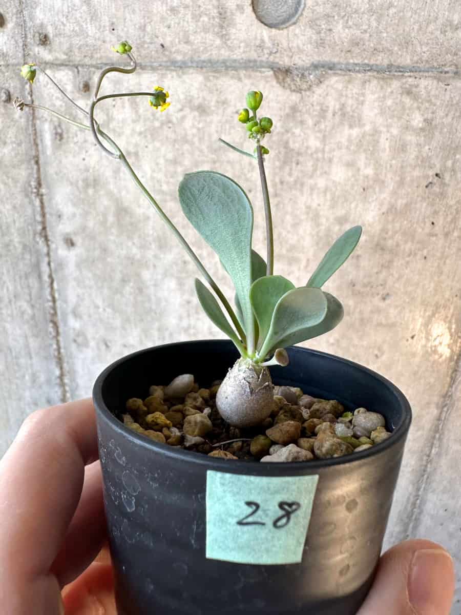 【現品限り】オトンナ・ウリンクリアナ【E28】 Othonna