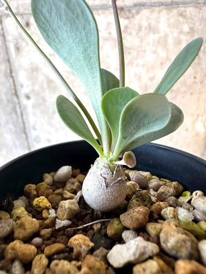 【現品限り】オトンナ・ウリンクリアナ【E28】 Othonna