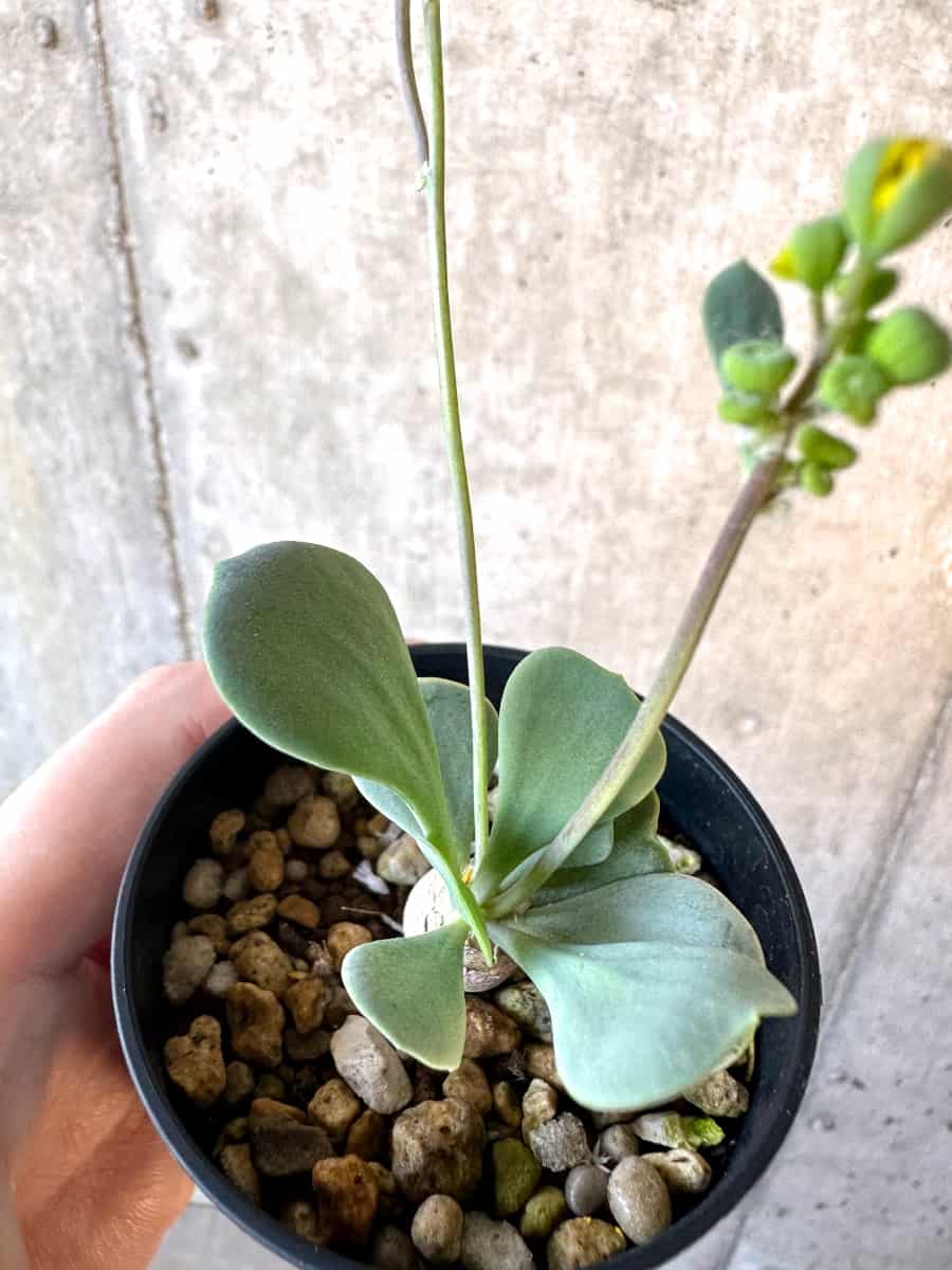 【現品限り】オトンナ・ウリンクリアナ【E28】 Othonna