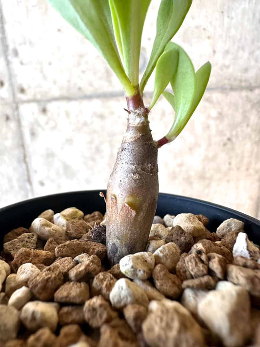 【現品限り】オトンナ・マクロスペルマ【E2】 Othonna macrosperma