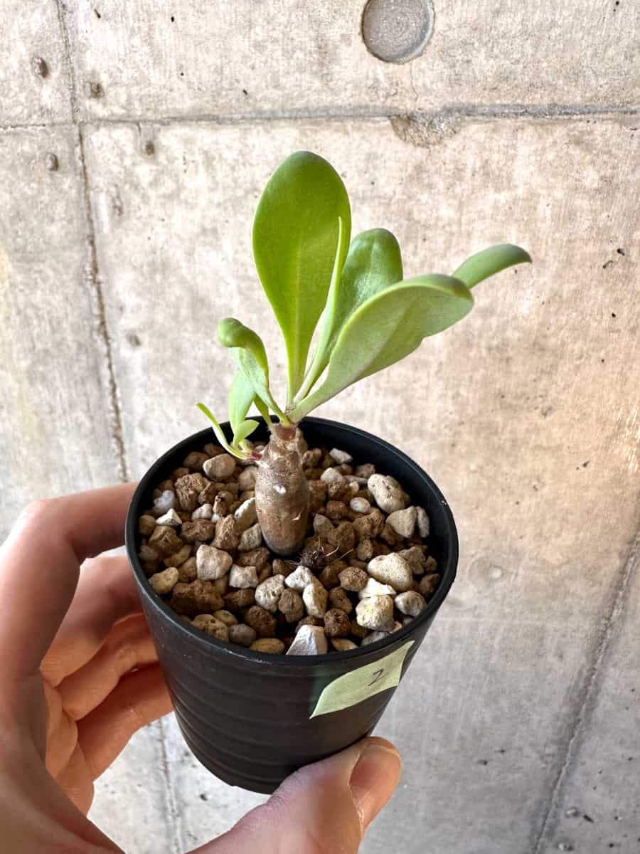 【現品限り】オトンナ・マクロスペルマ【E2】 Othonna macrosperma