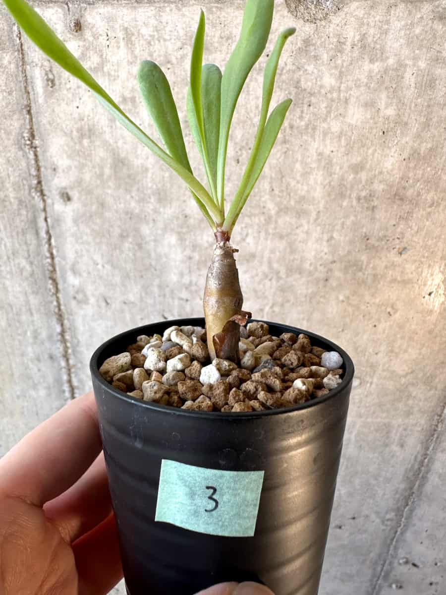 【現品限り】オトンナ・マクロスペルマ【E3】 Othonna macrosperma