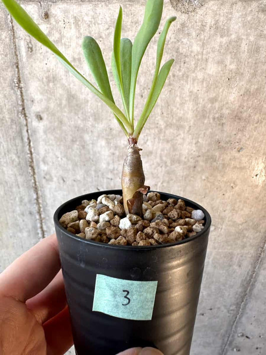 【現品限り】オトンナ・マクロスペルマ【E3】 Othonna macrosperma