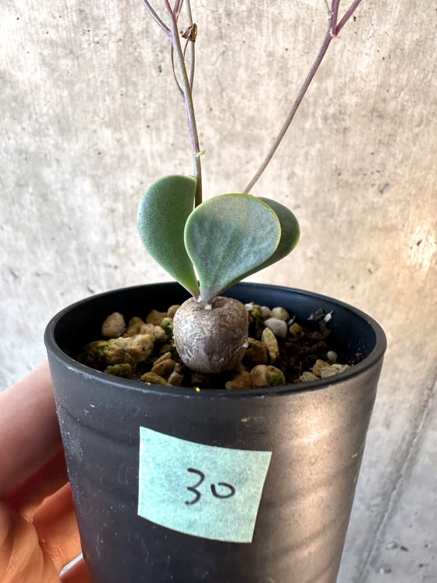 【現品限り】オトンナ・ウリンクリアナ【E30】 Othonna