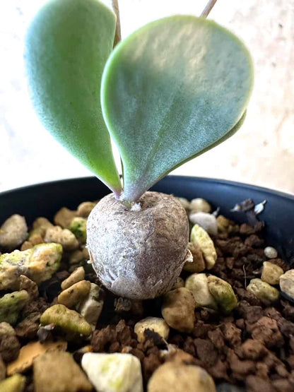 【現品限り】オトンナ・ウリンクリアナ【E30】 Othonna