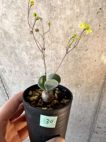 【現品限り】オトンナ・ウリンクリアナ【E30】 Othonna