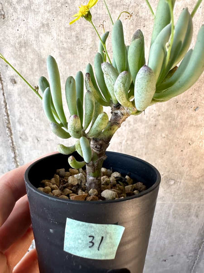 【現品限り】オトンナ・クラビフォリア【E31】 Othonna