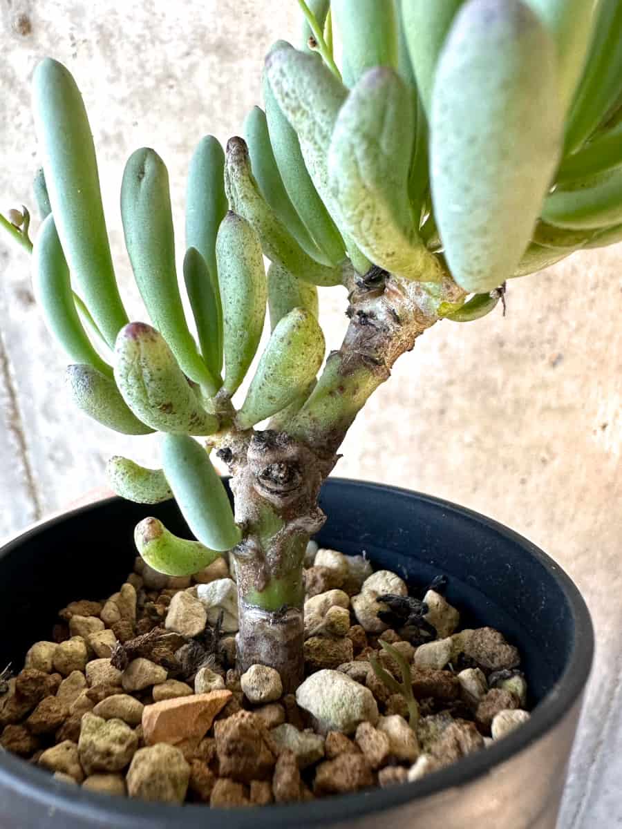 【現品限り】オトンナ・クラビフォリア【E31】 Othonna