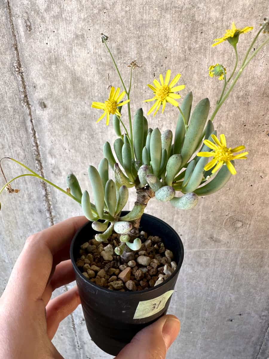 【現品限り】オトンナ・クラビフォリア【E31】 Othonna