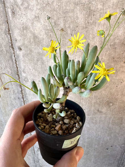 【現品限り】オトンナ・クラビフォリア【E31】 Othonna