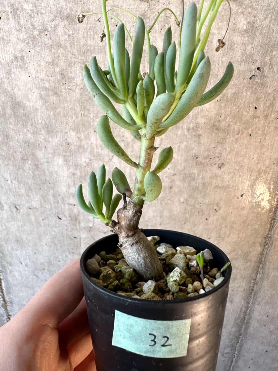 【現品限り】オトンナ・クラビフォリア【E32】 Othonna