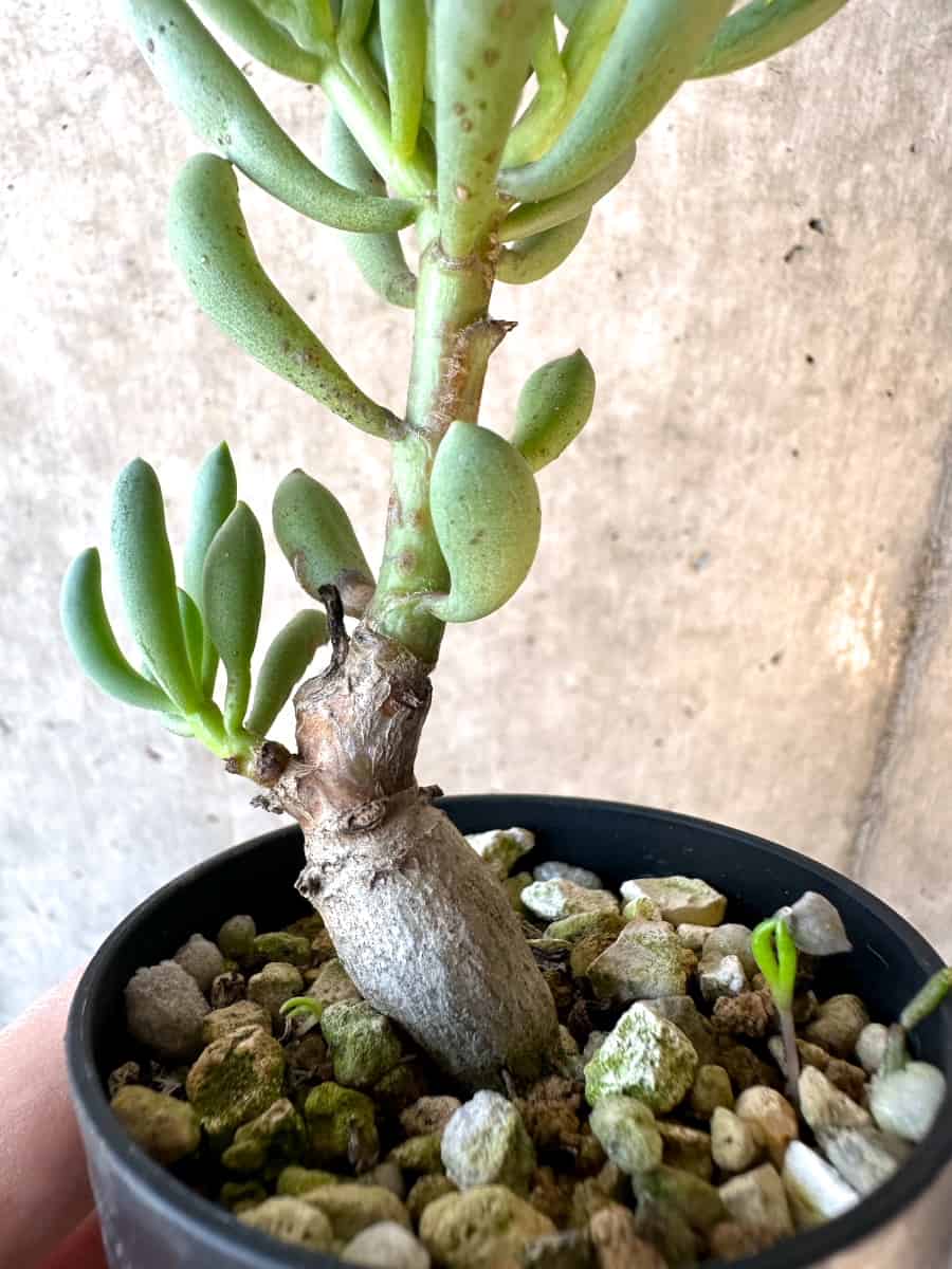 【現品限り】オトンナ・クラビフォリア【E32】 Othonna