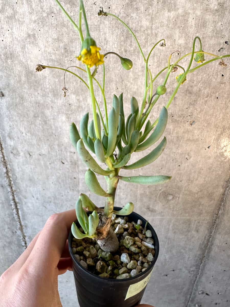 【現品限り】オトンナ・クラビフォリア【E32】 Othonna