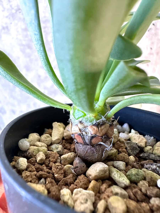 【現品限り】オトンナ・レピドカウリス【E38】 Othonna