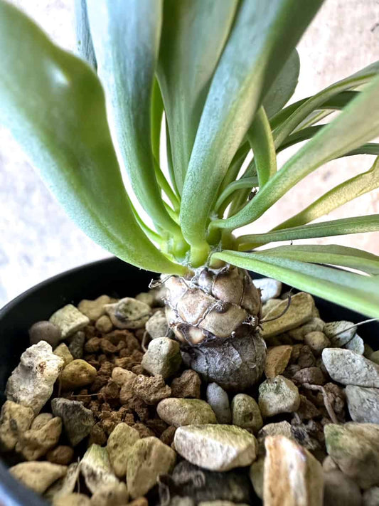 【現品限り】オトンナ・レピドカウリス【E39】 Othonna