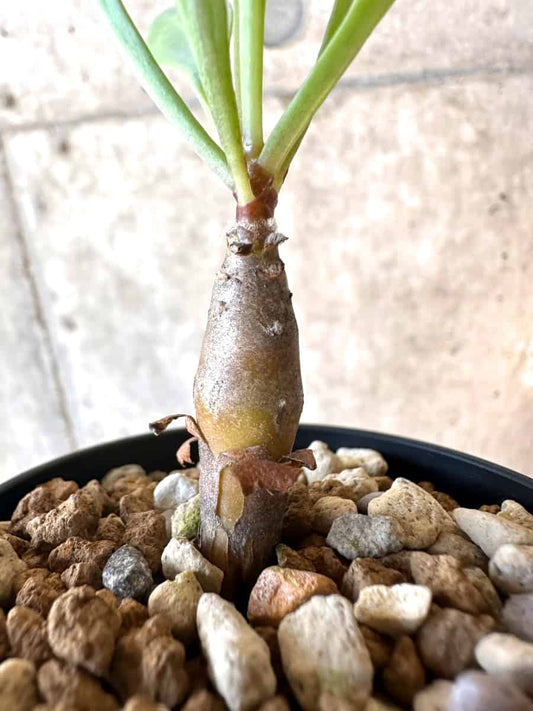 【現品限り】オトンナ・マクロスペルマ【E3】 Othonna macrosperma