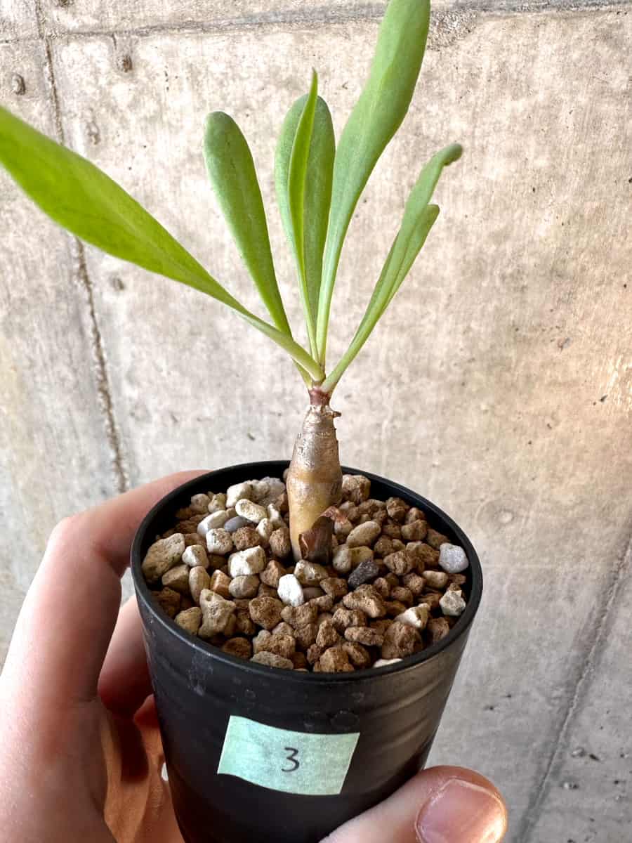 【現品限り】オトンナ・マクロスペルマ【E3】 Othonna macrosperma