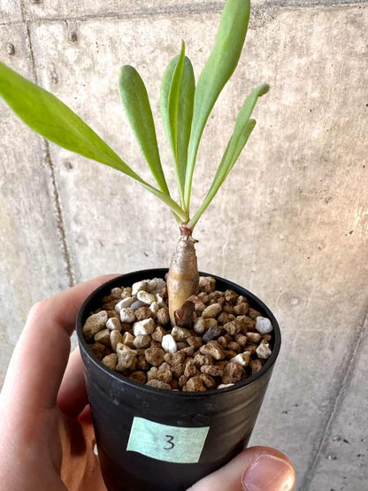 【現品限り】オトンナ・マクロスペルマ【E3】 Othonna macrosperma